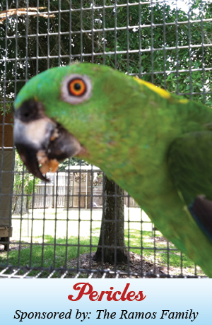 Pericles